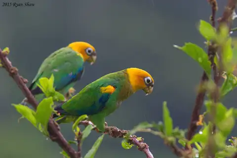 Saffron-headed Parrot