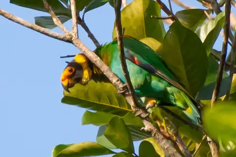 Vulturine Parrot