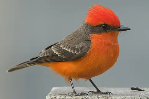 Vermilion Flycatcher