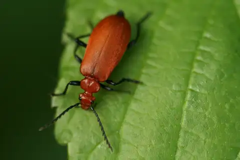 Common Cardinal Beetle