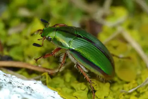Manuka beetle