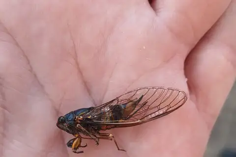 Perth Bandit