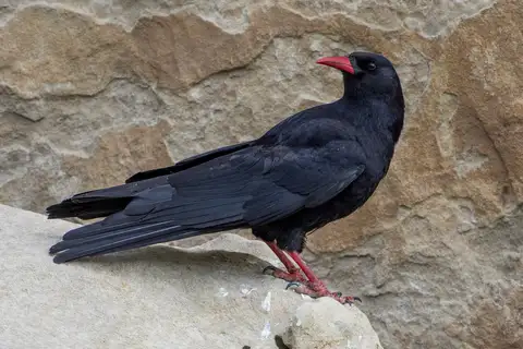 Red-billed Chough