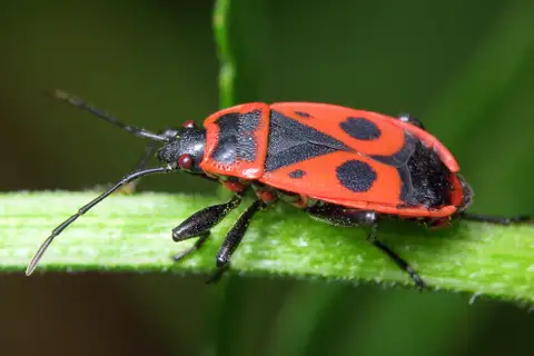 European Firebug