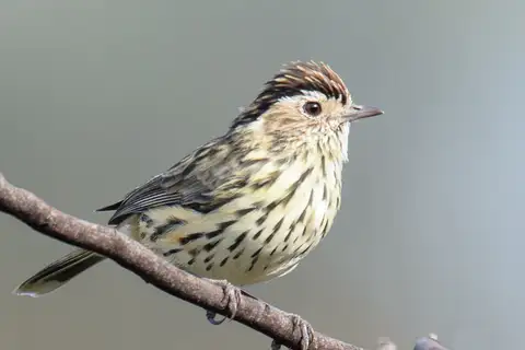 Speckled Warbler
