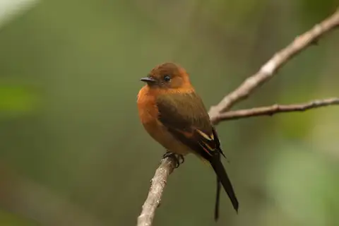 Cinnamon Flycatcher