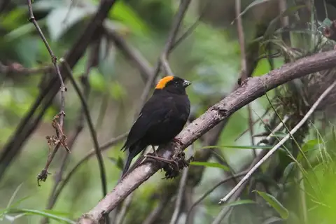 Golden-naped Finch