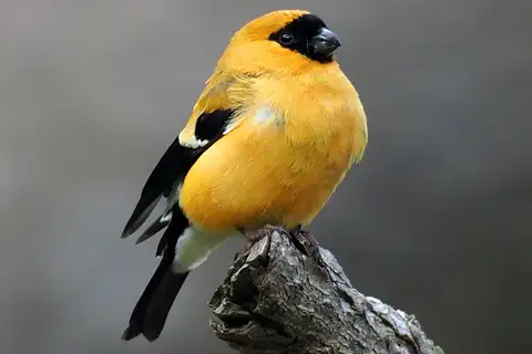 Orange Bullfinch