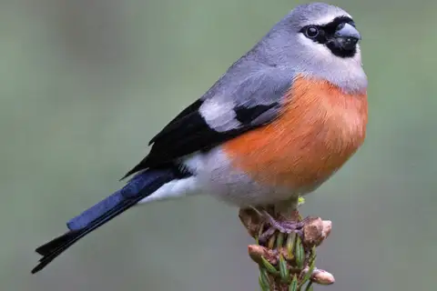Grey-headed Bullfinch