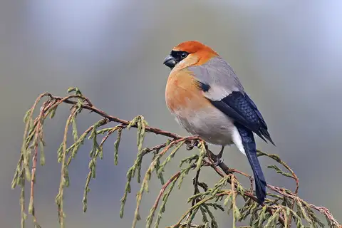 Red-headed Bullfinch