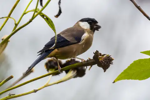 White-cheeked Bullfinch