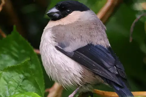 Azores Bullfinch