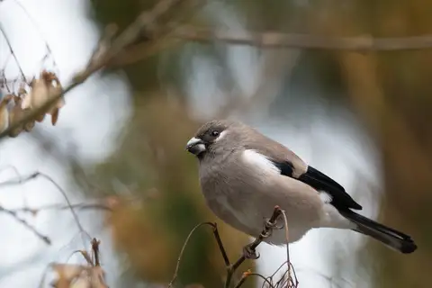 Brown Bullfinch
