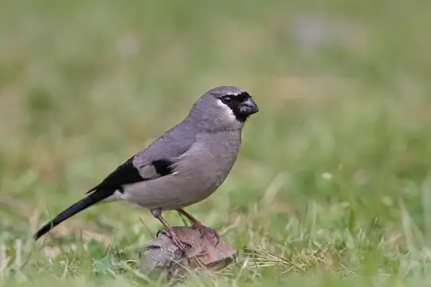 Taiwan Bullfinch