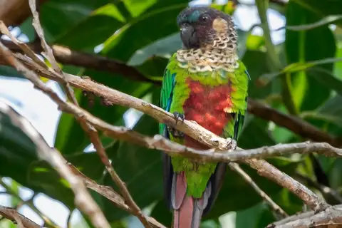 Santarem Parakeet