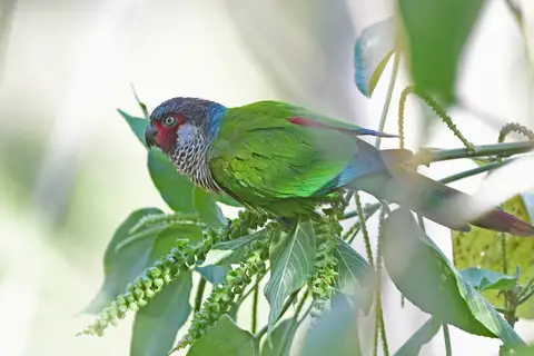 Perija Parakeet