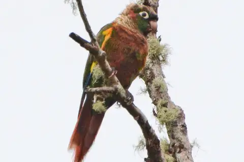 Flame-winged Parakeet