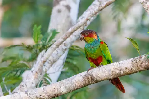 Ochre-marked Parakeet