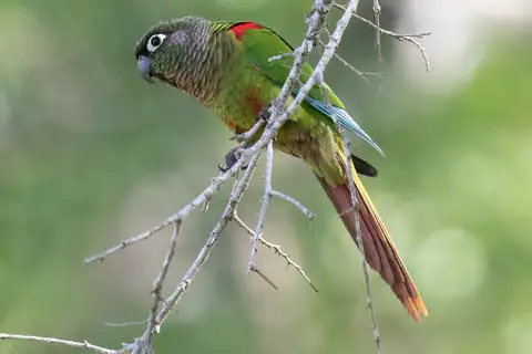 Blaze-winged Parakeet