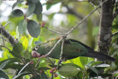 Fiery-shouldered Parakeet