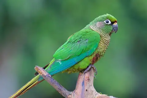 Maroon-bellied Parakeet