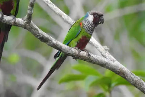 Grey-breasted Parakeet