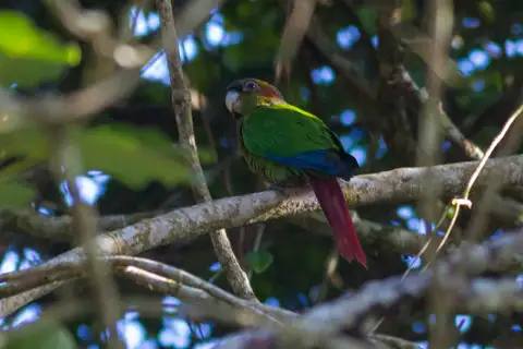 Blood-eared Parakeet