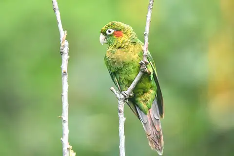 Sulphur-winged Parakeet