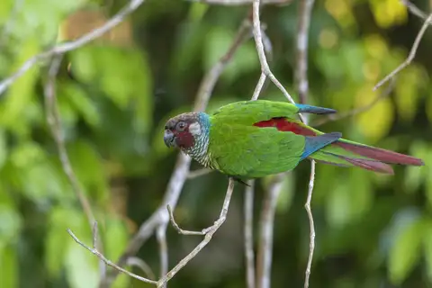 White-eared Parakeet