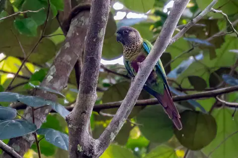 Bonaparte's Parakeet
