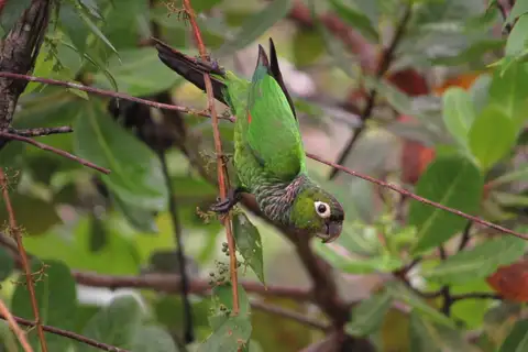 Maroon-tailed Parakeet