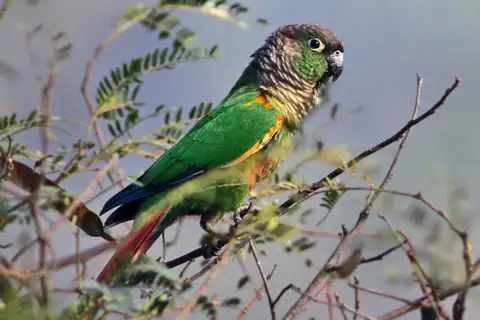 Green-cheeked Parakeet