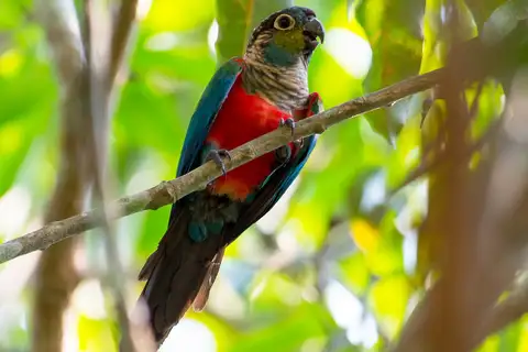 Crimson-bellied Parakeet