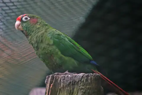 Rose-crowned Parakeet