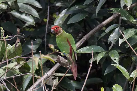 Rose-fronted Parakeet