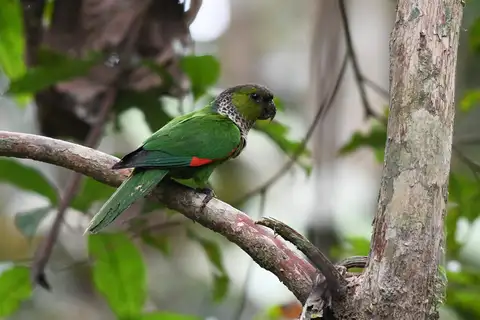 Black-capped Parakeet
