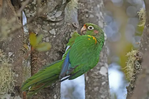 Santa Marta Parakeet