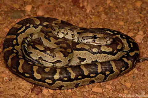 Southern African Python