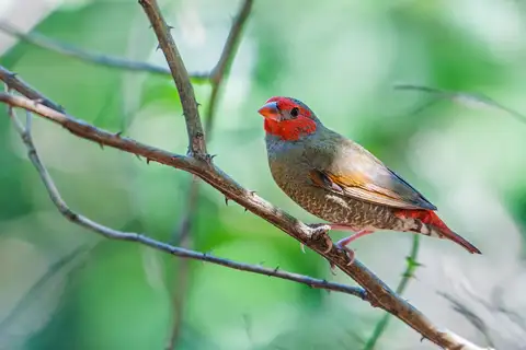 Orange-winged Pytilia