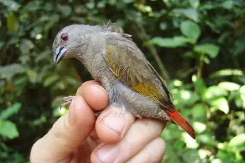 Yellow-winged Pytilia