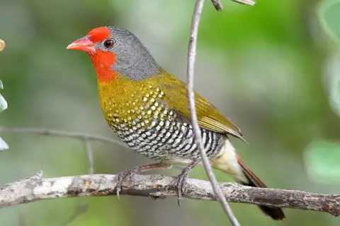 Green-winged Pytilia