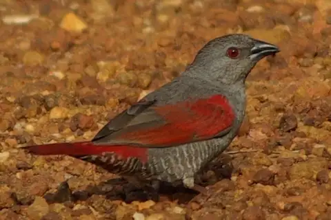 Red-winged Pytilia