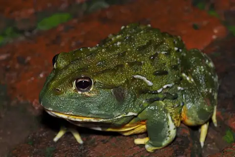 Giant African Bullfrog