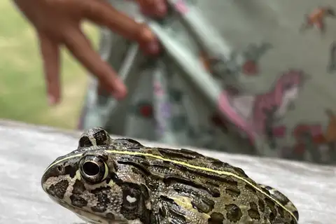 Edible bullfrog