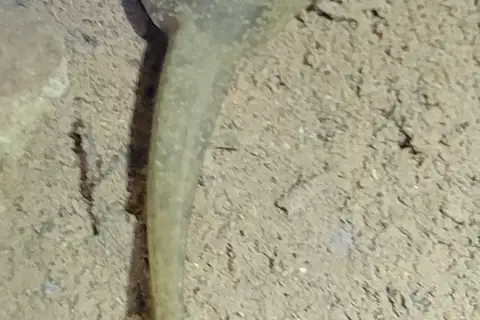 Spiny-bellied Frog