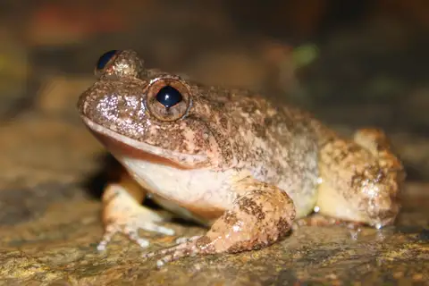 Lesser Spiny Frog