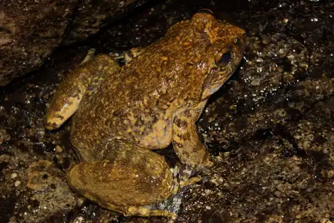 Giant Spiny Frog