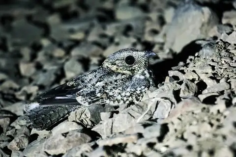 Tschudi's Nightjar