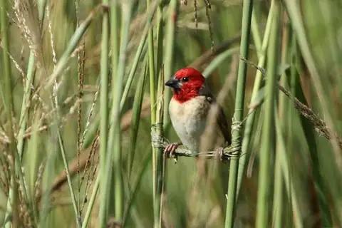 Red-headed Quelea