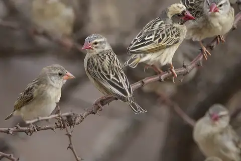 Red-billed Quelea